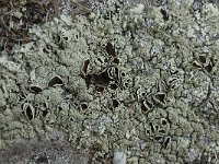 Parmelia saxatilis 8, Blauwgrijs steenschildmos, Saxifraga-Willem van Kruijsbergen