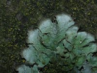 Parmelia saxatilis 9, Blauwgrijs steenschildmos, Saxifraga-Rutger Barendse