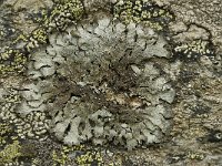 Parmelia sulcata 13, Gewoon schildmos, Saxifraga-Willem van Kruijsbergen