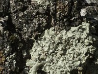 Parmelia sulcata 19, Gewoon schildmos, Saxifraga-Willem van Kruijsbergen