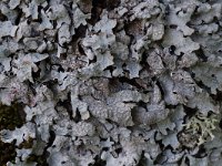 Parmelia sulcata 7, Gewoon schildmos, Saxifraga-Willem van Kruijsbergen