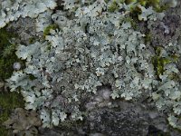 Parmelia sulcata 8, Gewoon schildmos, Saxifraga-Willem van Kruijsbergen