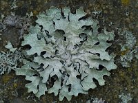 Parmelia sulcata 9, Gewoon schildmos, Saxifraga-Willem van Kruijsbergen