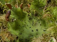 Peltigera leucophlebia 9, Saxifraga-Willem van Kruijsbergen