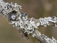 Lichen Physcia tenella on small branch  Lichen Physcia tenella on small branch : black, branch, growth, lichen, natural, nature, Physcia tenella, twig'