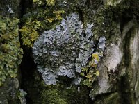 Physconia grisea 2, Grauw rijpmos, Saxifraga-Peter Meininger