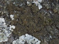 Pleurosticta acetabulum 6, Olijfschildmos, Saxifraga-Willem van Kruijsbergen