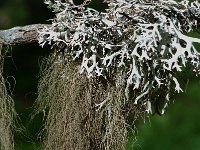 Pseudevernia furfuracea, Tree moss