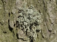 Ramalina farinacea 13, Melig takmos, Saxifraga-Willem van Kruijsbergen