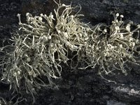 Ramalina siliquosa 1, Saxifraga-Willem van Kruijsbergen