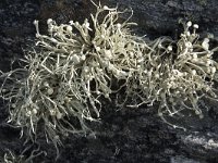 Ramalina siliquosa 2, Saxifraga-Willem van Kruijsbergen