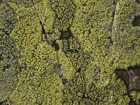 Rhizocarpon geographicum 10, Gewoon landkaartmos, Saxifraga-Willem van Kruijsbergen