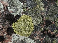 Rhizocarpon geographicum 14, Gewoon landkaartmos, Saxifraga-Jan van der Straaten