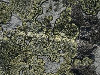 Rhizocarpon geographicum 15, Gewoon landkaartmos, Saxifraga-Jan van der Straaten