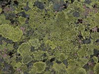 Rhizocarpon geographicum 5, Gewoon landkaartmos, Saxifraga-Willem van Kruijsbergen