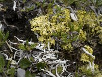Thamnolia vermicularis 6, Saxifraga-Willem van Kruijsbergen