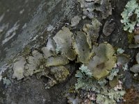 Umbilicaria hirsuta 1, Saxifraga-Willem van Kruijsbergen