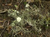 Usnea florida 2, Zonnetjesbaardmos, Saxifraga-Willem van Kruijsbergen