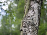 Beard lichen Usnea subfloridana  on birch  Beard lichen Usnea subfloridana  on birch : Beard Lichen Treemoss, rural, summer, tree, Old Man's Beard, beard lichen, Betula, birch, lichen, natural, nature, Scandinavia, Scandinavian, Sweden, Swedish, trunk