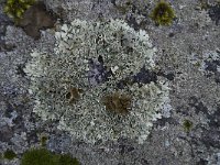 Xanthoparmelia protomatrae 2, Groot dijkschildmos, Saxifraga-Willem van Kruijsbergen