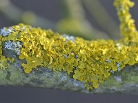 Xanthoria parietina 29, Groot dooiermos, Saxifraga-Tom Heijnen