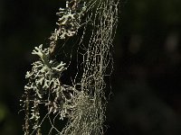 Bryoria capillaris 12, Grijs paardenhaarmos, Saxifraga-Jan van der Straaten