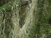 Bryoria capillaris 9, Grijs paardenhaarmos, Saxifraga-Willem van Kruijsbergen