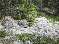 Reindeer Lichen (Cladina arbuscula)  Torsby, Värmland, Sweden  Reindeer Lichen (Cladina arbuscula)  Torsby, Värmland, Sweden : Cladina arbuscula, fir forest, Reindeer Lichen, summer, thallus, Europe, European, forest, lichen, lichens, lightgray, natural, nature, Scandinavia, Scandinavian, Sweden, Swedish, woodland