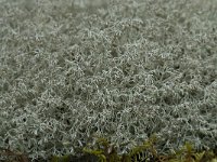 Cladonia arbuscula 2, Gebogen rendiermos, Saxifraga-Willem van Kruijsbergen