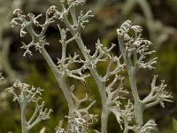 Cladonia arbuscula 3, Gebogen rendiermos, Saxifraga-Willem van Kruijsbergen