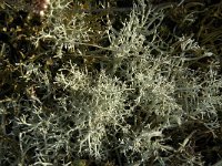 Cladonia arbuscula 5, Gebogen rendiermos, Saxifraga-Jan van der Straaten