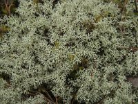 Cladonia arbuscula 7, Gebogen rendiermos, Saxifraga-Jan van der Straaten