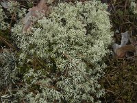 Cladonia arbuscula 8, Gebogen rendiermos, Saxifraga-Jan van der Straaten