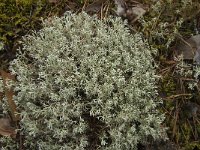 Cladonia arbuscula 9, Gebogen rendiermos, Saxifraga-Jan van der Straaten