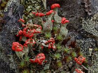 Cladonia bellidiflora 2, Saxifraga-Willem van Kruijsbergen