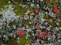 Cladonia bellidiflora 5, Saxifraga-Willem van Kruijsbergen