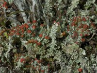 Cladonia bellidiflora 6, Saxifraga-Willem van Kruijsbergen