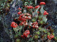 Cladonia bellidiflora 7, Saxifraga-Willem van Kruijsbergen