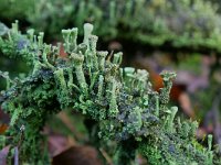 Cladonia chlorophaea 12, Fijn bekermos , Saxifraga-Tom Heijnen