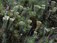 Pixy Cup lichen  Pixy Cup lichen (Cladonia chlorophaea) between mosses : Growth, cladonia, lichen, lichens, moss, mosses, natural, nature, pixy cup