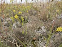 Cladonia ciliata 5, Sierlijk rendiermos, Saxifraga-Willem van Kruijsbergen