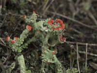 Cladonia coccifera 20, Rood bekermos, Saxifraga-Willem van Kruijsbergen