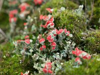 Cladonia coccifera 21, Rood bekermos, Saxifraga-Tom Heijnen