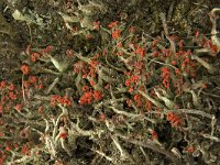 Cladonia coccifera 9, Rood bekermos, Saxifraga-Jan van der Straaten