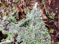 Smal bekermos Cladonia coniocraea  d by AtomJPEG  1.5.0n