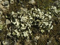 Cladonia convoluta 2, Saxifraga-Willem van Kruijsbergen