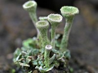 Cladonia fimbriata 13, Kopjes-bekermos, Saxifraga-Tom Heijnen