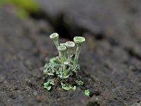 Cladonia fimbriata 14, Kopjes-bekermos, Saxifraga-Tom Heijnen