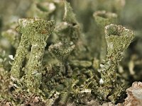 Cladonia fimbriata 02, Kopjes-bekermos, AHB  Kopjes-bekermos - Cladonia fimbriata Hardenberg op 17 februari 2018 Validatie Koen Verhoogt Zie https://waarneming.nl/waarneming/view/148918581