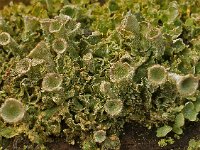 Cladonia fimbriata 06, Kopjes-bekermos, AHB  Kopjes-bekermos - Cladonia fimbriata Hardenberg op 17 februari 2018 Validatie Koen Verhoogt Zie https://waarneming.nl/waarneming/view/148918581